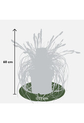 Turzyca Carex Feather Falls