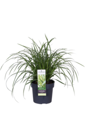 Trawa ozdobna Carex morrowii Ice Dance