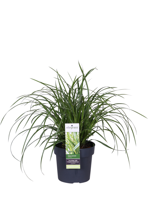 Trawa ozdobna Carex morrowii Ice Dance