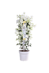 Clematis Avalanche Our Choice Powojnik