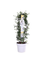 Clematis Avalanche Our Choice Powojnik