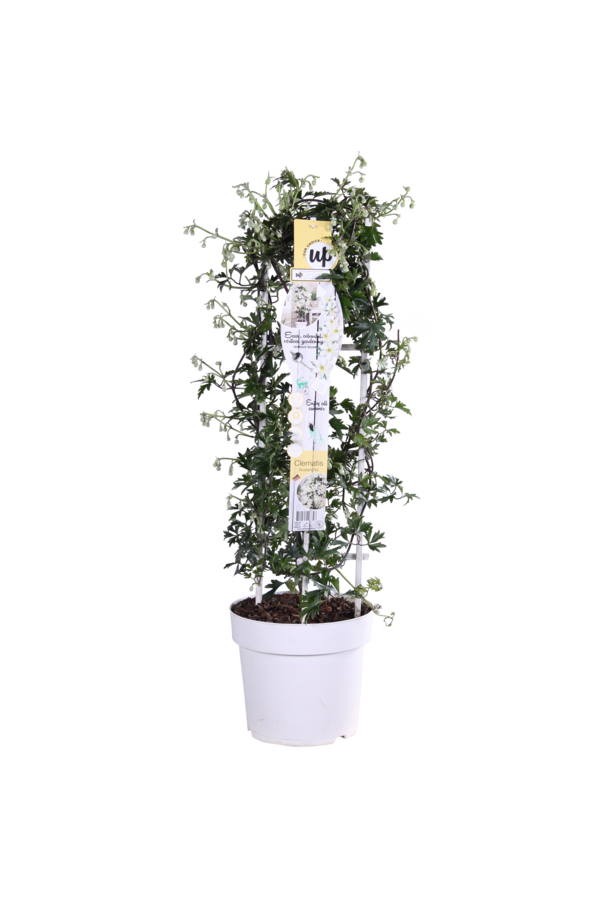 Powojnik Avalanche Our Choice Powojnik