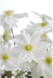 Clematis Avalanche Our Choice Powojnik