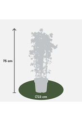 Clematis Avalanche Our Choice Powojnik