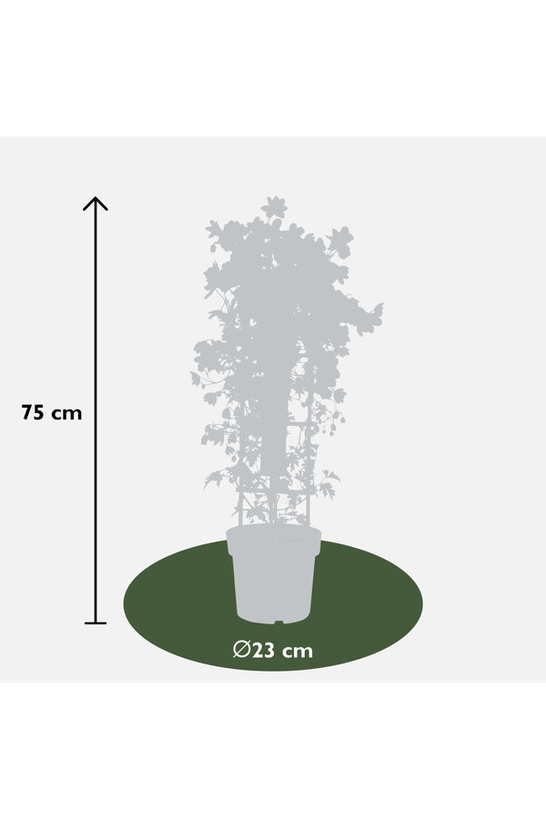Clematis Avalanche Our Choice Powojnik