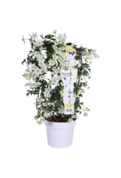 Clematis Avalanche Our Choice Powojnik