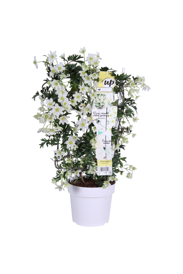 Clematis Avalanche Our Choice Powojnik