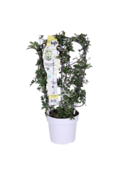 Powojnik Avalanche Our Choice Powojnik