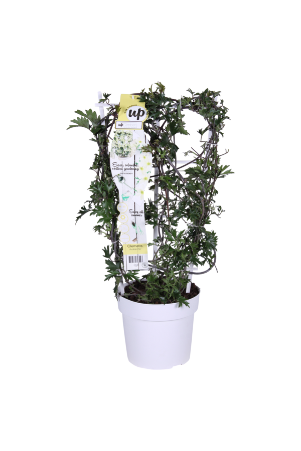 Clematis Avalanche Our Choice Powojnik