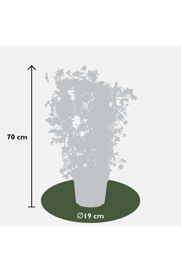 Clematis Avalanche Our Choice Powojnik