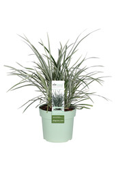 Konwalnik japoński Ophiopogon japonicus Silver