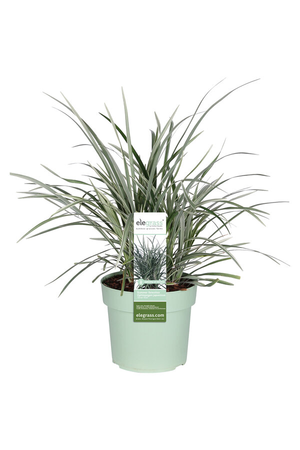 Konwalnik japoński Ophiopogon japonicus Silver