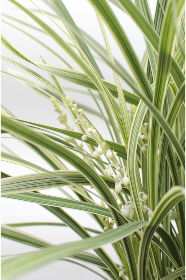 Konwalnik japoński Ophiopogon japonicus Silver