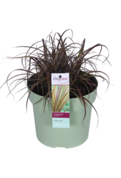 Uncinia rubra Everflame