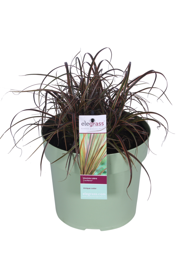 Uncinia rubra Everflame