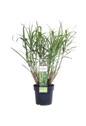 Miskant chiński 'Strictus' Miscanthus
