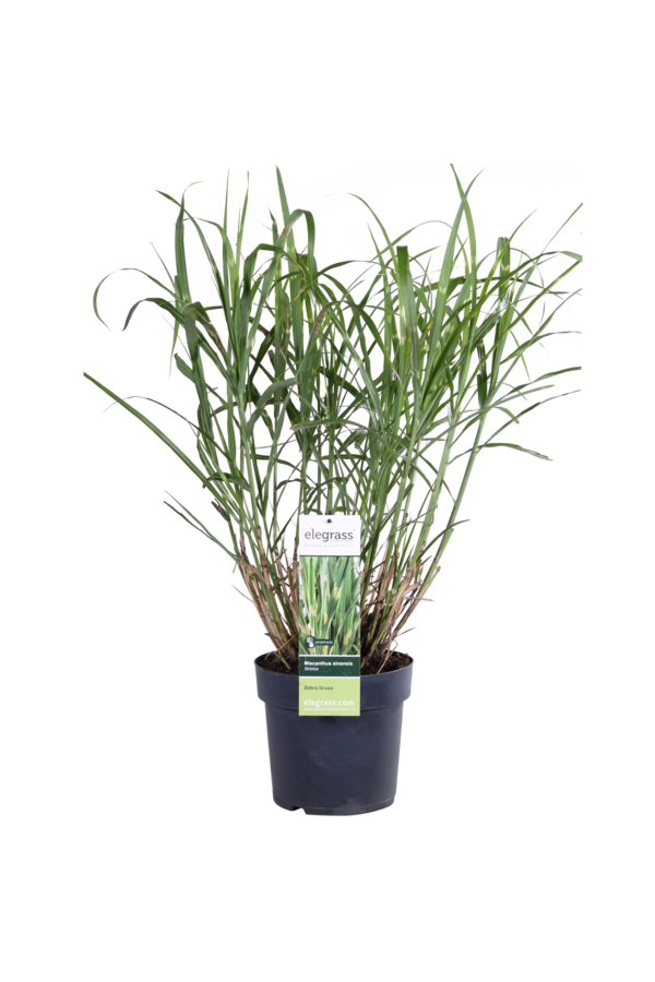 Miskant chiński 'Strictus' Miscanthus