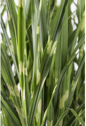 Miskant chiński 'Strictus' Miscanthus