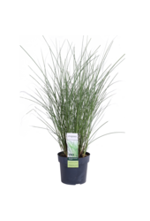 Miskant chiński 'Gracillimus' Miscanthus sinensis