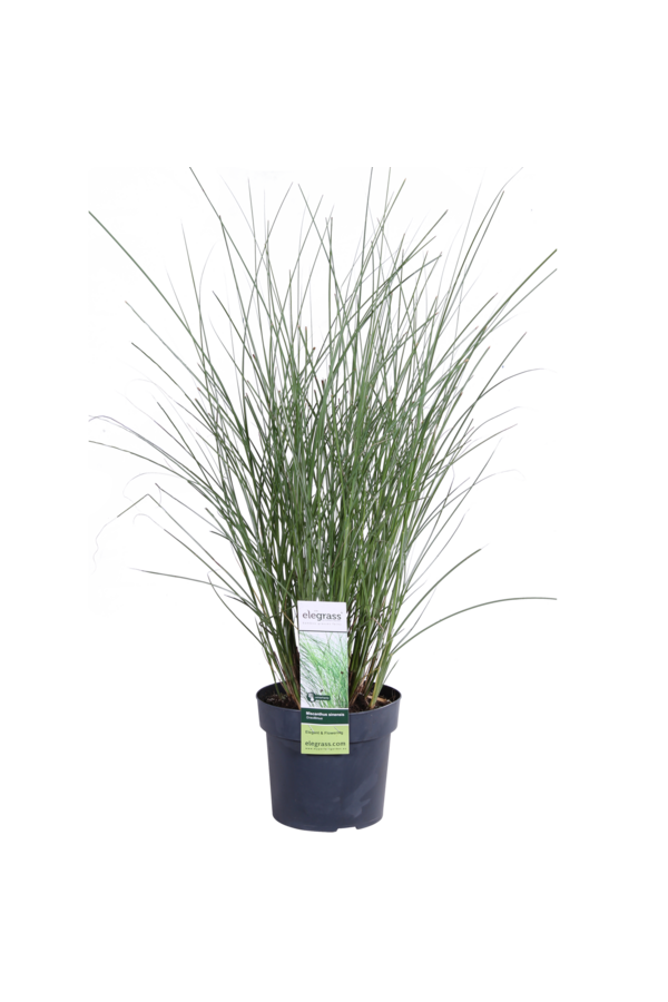 Miskant chiński 'Gracillimus' Miscanthus sinensis