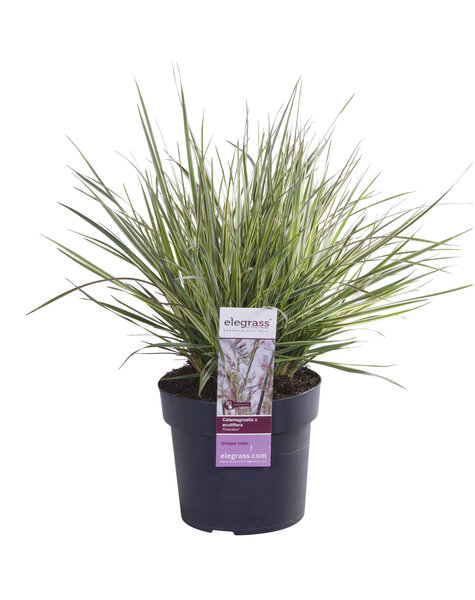 Calamagrostis acutiflora