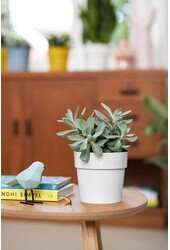 B. For Original Biały