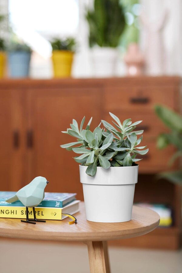 B. For Original Biały