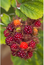 Japońska winogronka Phoenicolasius