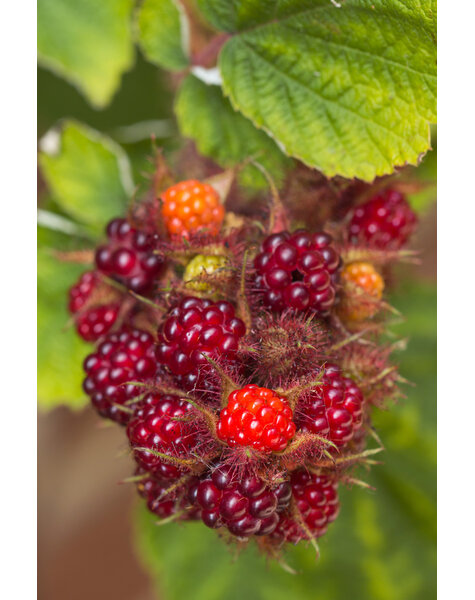 Japońska Jeżyna Winna