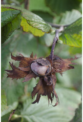 Leszczyna Czerwona Zellernoot