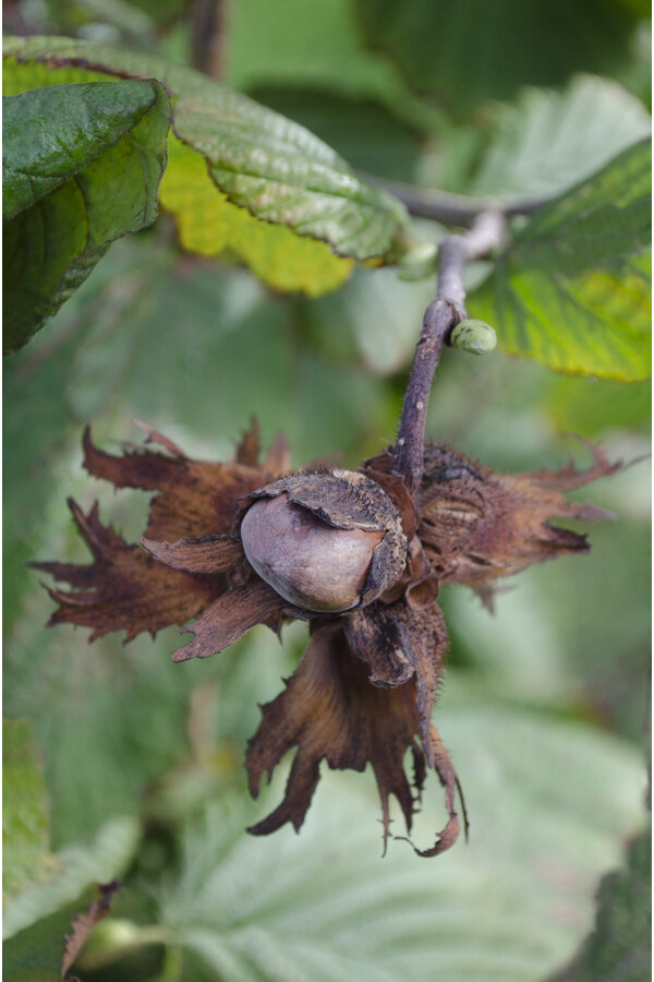 Orzech laskowy Czerwony orzech selerowy