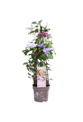 Wielkokwiatowy Powojnik Three Sisters