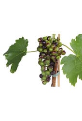 Winogrono Muscat Blue