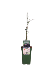 Jeżyna Bezkolcowa Wiecznie Zielona