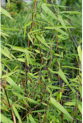 Bambus Murielae Winter Black