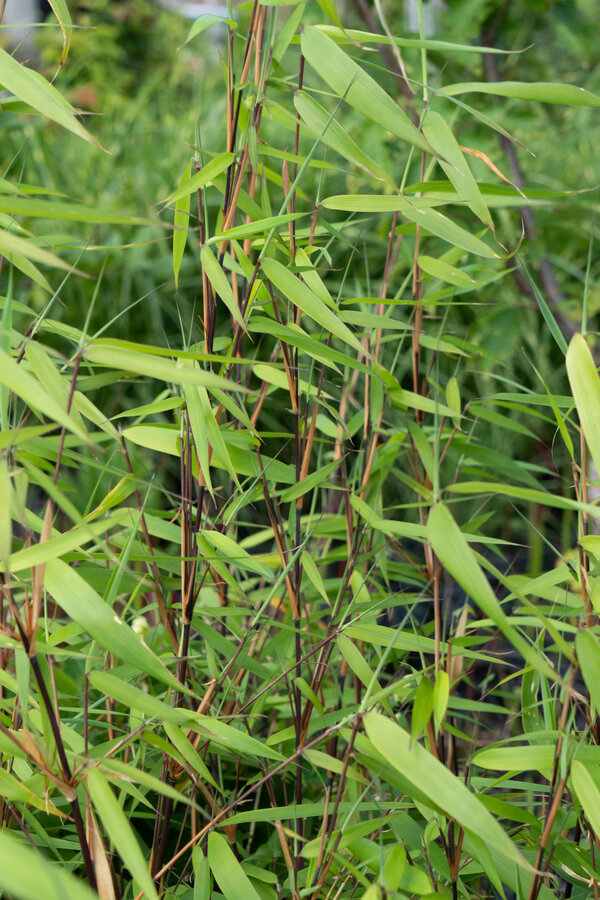 Bambus Murielae Winter Black