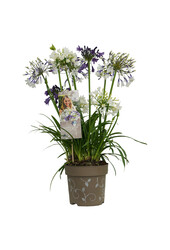 Afrykańska Lilia Agapanthus Three Sisters