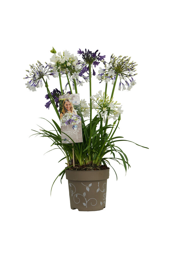 Afrykańska Lilia Agapanthus Three Sisters