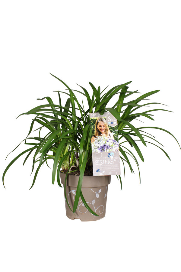 Afrykańska Lilia Agapanthus Three Sisters