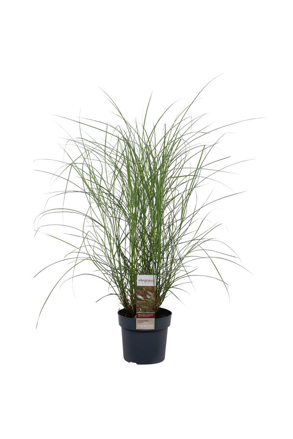 Miskant 'Kleine Silberspinne'