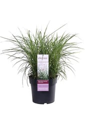 Miskant chiński Daleki Wschód