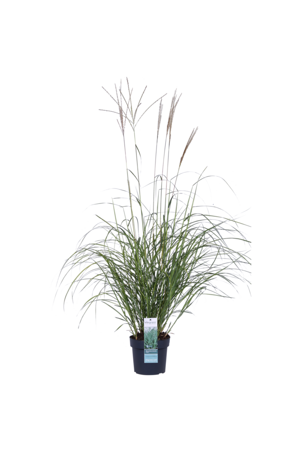 Miskant chiński Adagio