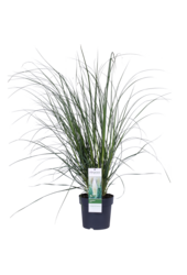 Trawa pampasowa Evita