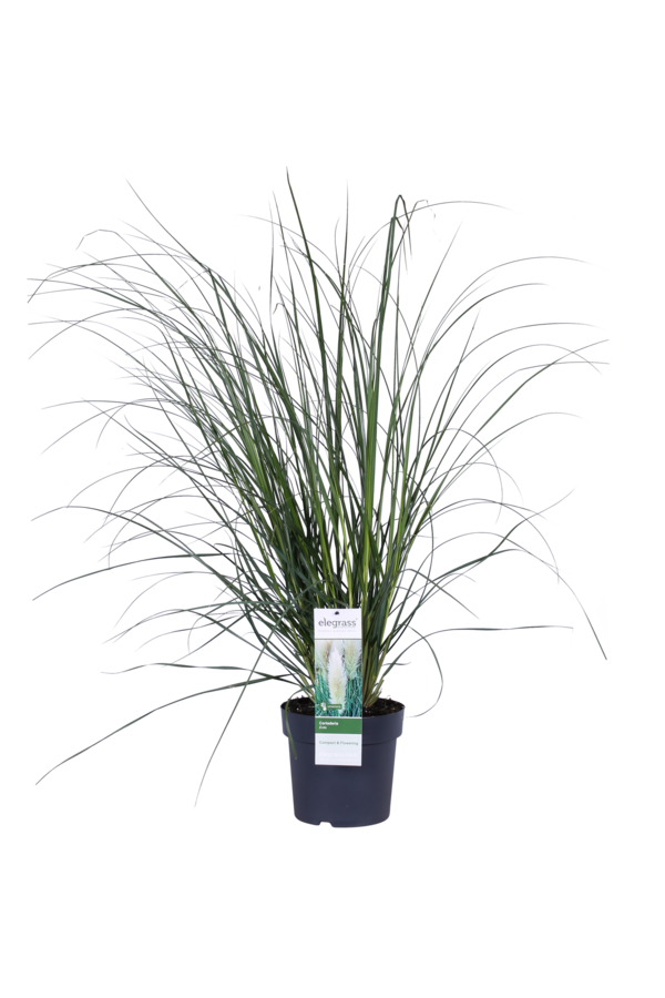 Trawa pampasowa Evita