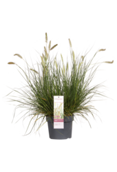 Trawa piórkówka Hameln