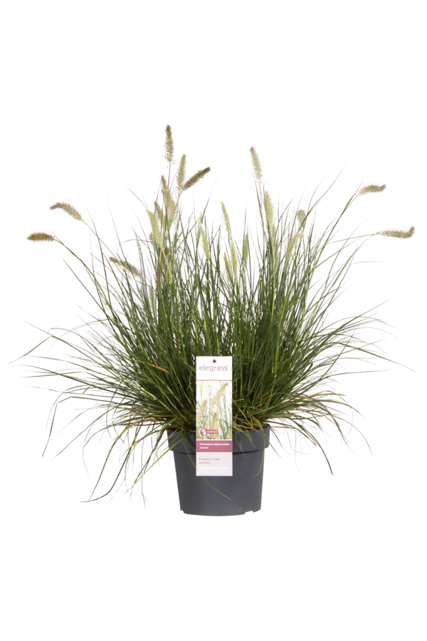 Trawa piórkówka Hameln