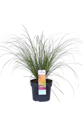 Turzyca Prairie Fire