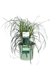 Turzyca Ribbon Falls