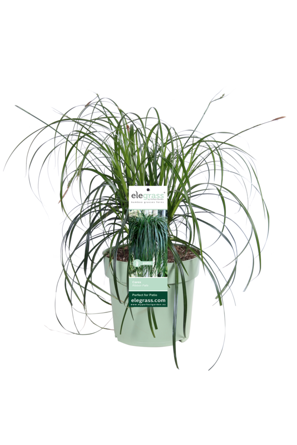 Turzyca Ribbon Falls