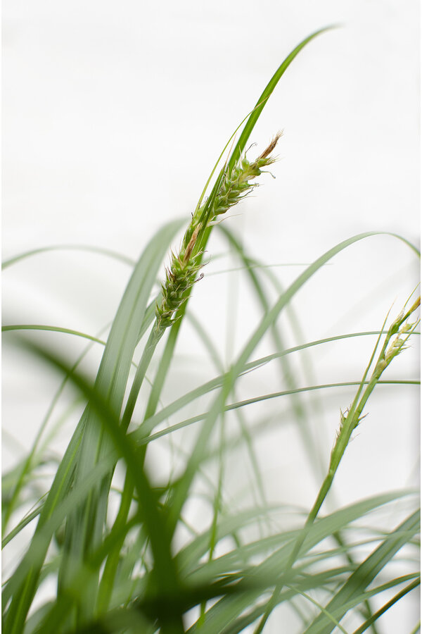 Turzyca Ribbon Falls